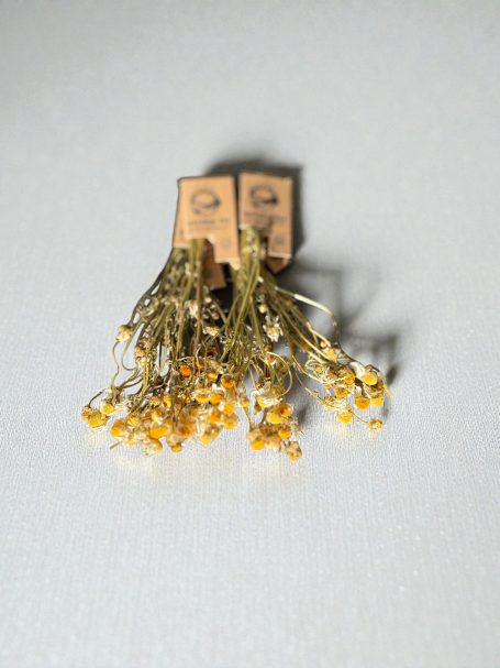 Frühlingsblütenkamille Frühlingsblütenkamille